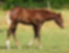 2006 Filly Foal