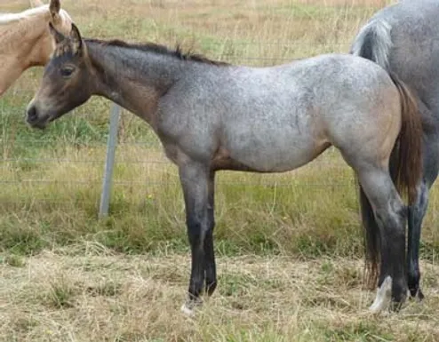 2011 Filly Foal