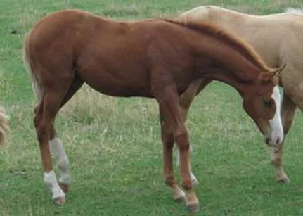 2007 Filly Foal