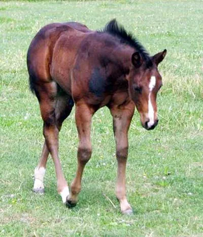 2006 Colt Foal