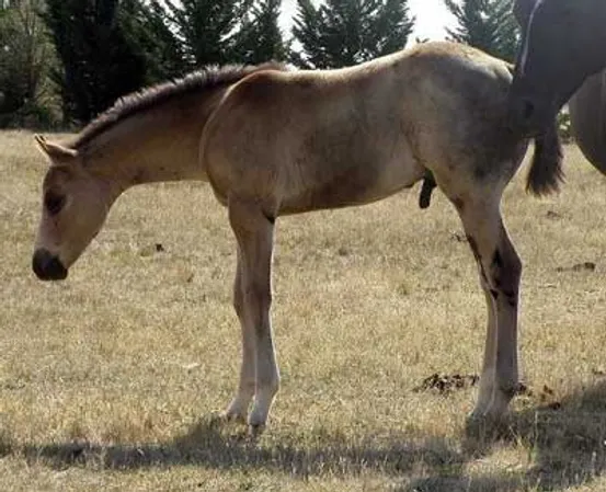 2008 Colt Foal