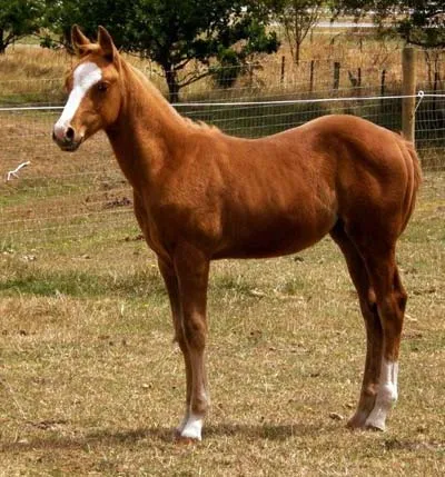 2008 Filly Foal
