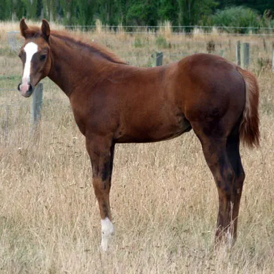 2012 Filly Foal