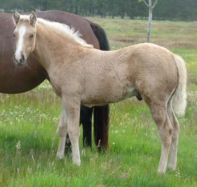 2011 Colt Foal