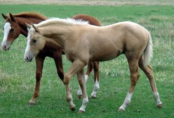 2007 Colt Foal