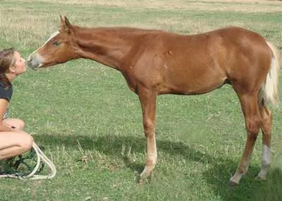 2007 Colt Foal